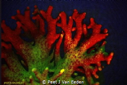 Fluorescence of  Noble Coral. Cape Peninsula South Africa by Peet J Van Eeden 